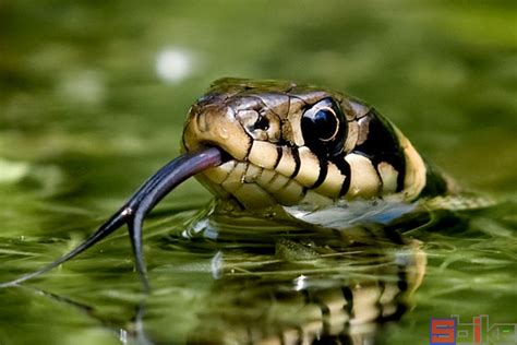 屬蛇的個性